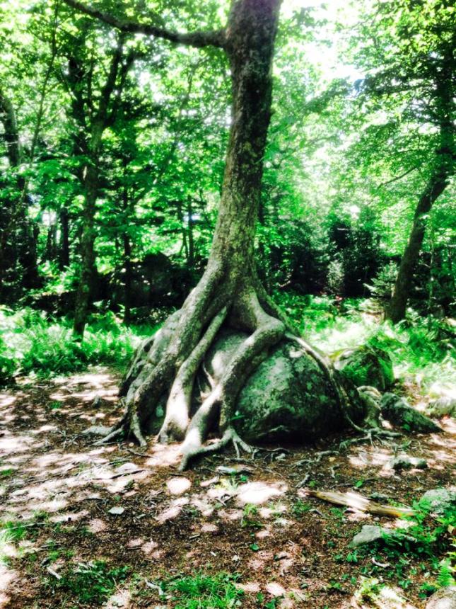 Of Rocks, Trees and a Beloved Savior