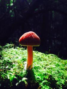 10563143_855292201157306_5555832254537583894_n