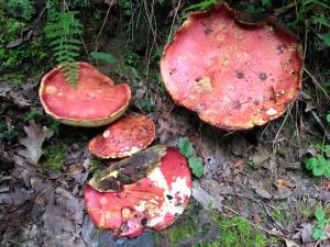 11059161_1040884122598112_3395351644245835605_n