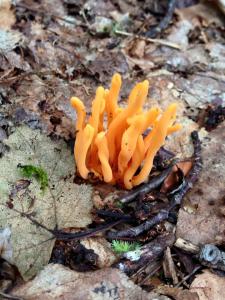 11737918_1040884442598080_3079390004115687357_n