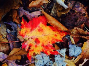 10421221_902047736481752_1206037682513274620_n